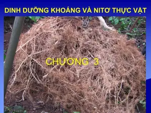 Hấp thụ khoáng ở thực vật